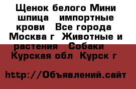 Щенок белого Мини шпица , импортные крови - Все города, Москва г. Животные и растения » Собаки   . Курская обл.,Курск г.